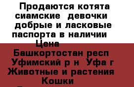 Продаются котята сиамские (девочки), добрые и ласковые (паспорта в наличии) › Цена ­ 1 000 - Башкортостан респ., Уфимский р-н, Уфа г. Животные и растения » Кошки   . Башкортостан респ.